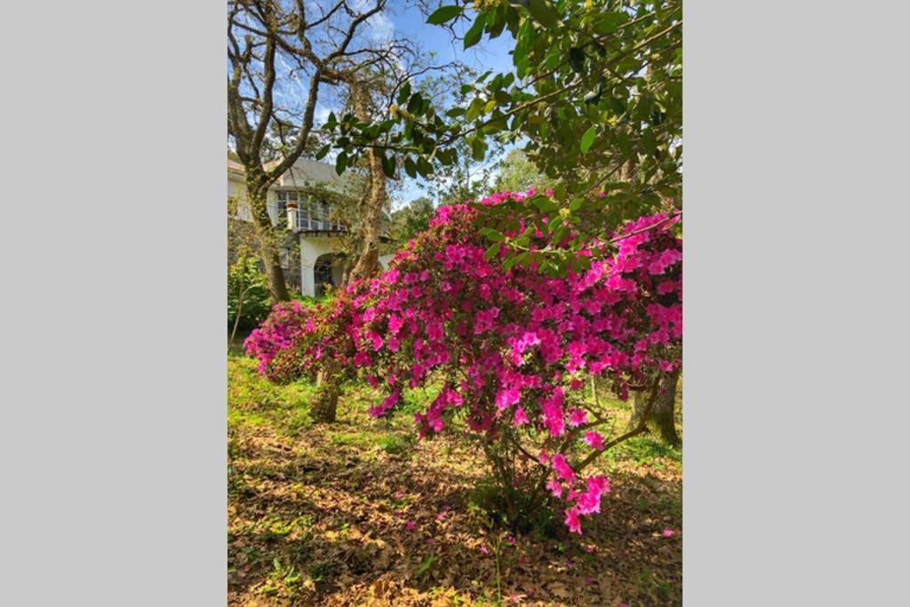 Quinta Biologica, Com Vista, Na Serra De Синтра Экстерьер фото