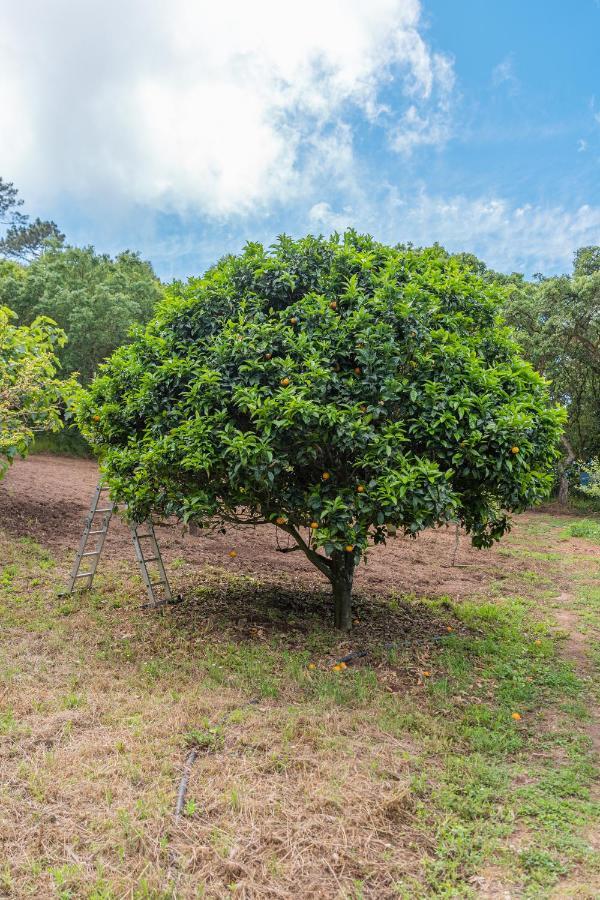 Quinta Biologica, Com Vista, Na Serra De Синтра Экстерьер фото